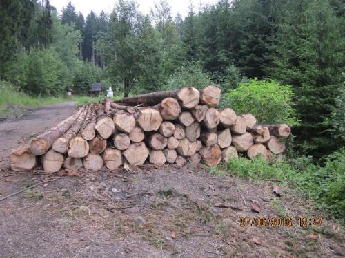 Ťažba dreva 2016